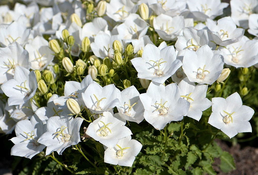 Rapido White Carpathian Bell Flower - Campanula - Live Plant - Quart Pot