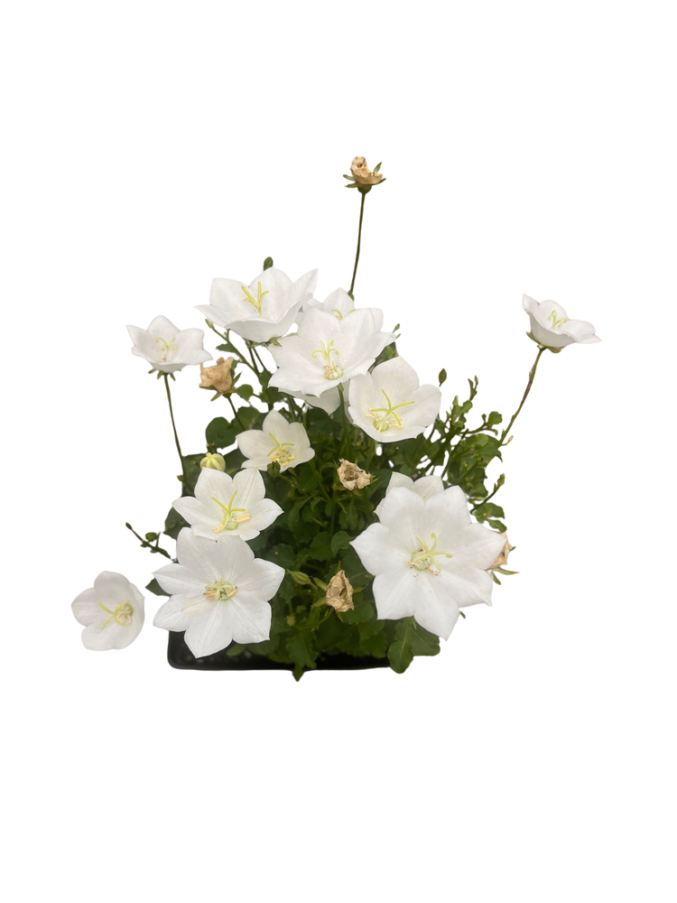 Rapido White Carpathian Bell Flower - Campanula - Live Plant - Quart Pot