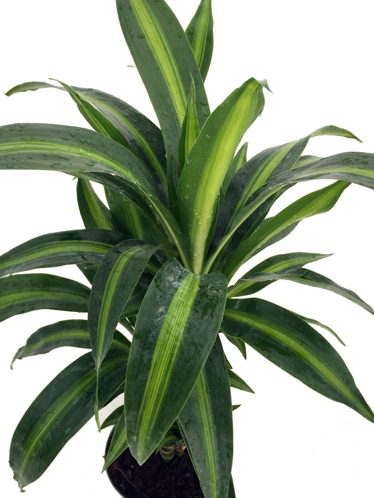 Hawaiian Sunshine Cane Dragon Tree - Dracaena - 6" Pot