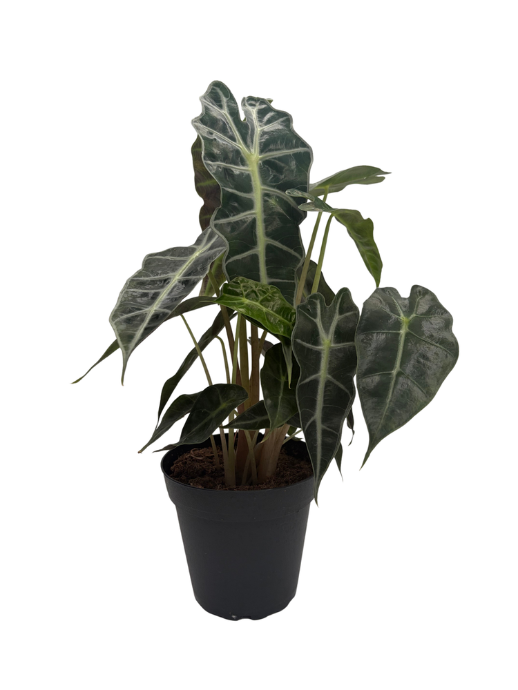 Amazon Black Shield Plant - Alocasia amazonica - Polly - 4" Pot