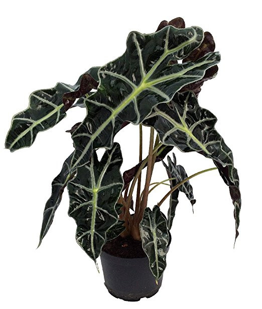 Amazon Black Shield Plant - Alocasia amazonica - Polly - 4" Pot
