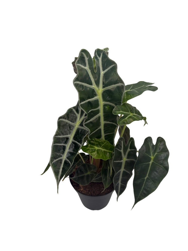 Amazon Black Shield Plant - Alocasia amazonica - Polly - 4" Pot