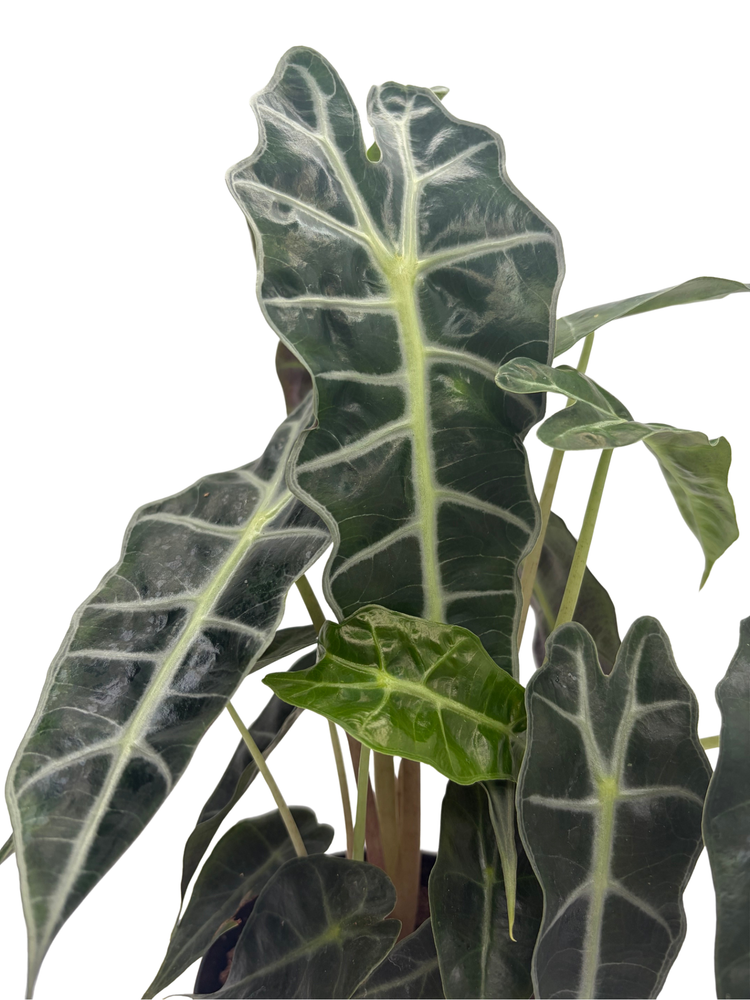 Amazon Black Shield Plant - Alocasia amazonica - Polly - 4" Pot