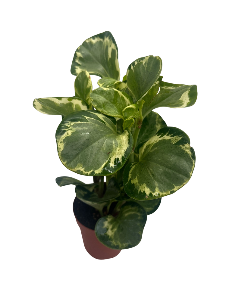 Golden Gate Rubber Plant - Peperomia - 4" Pot - Easy