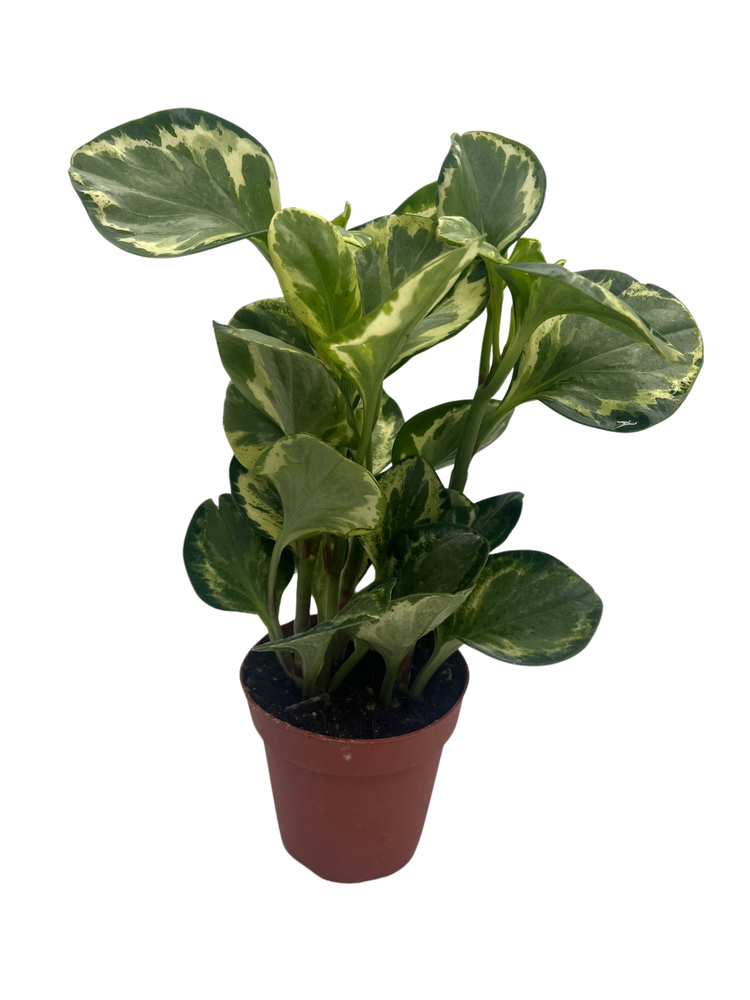Golden Gate Rubber Plant - Peperomia - 4" Pot - Easy