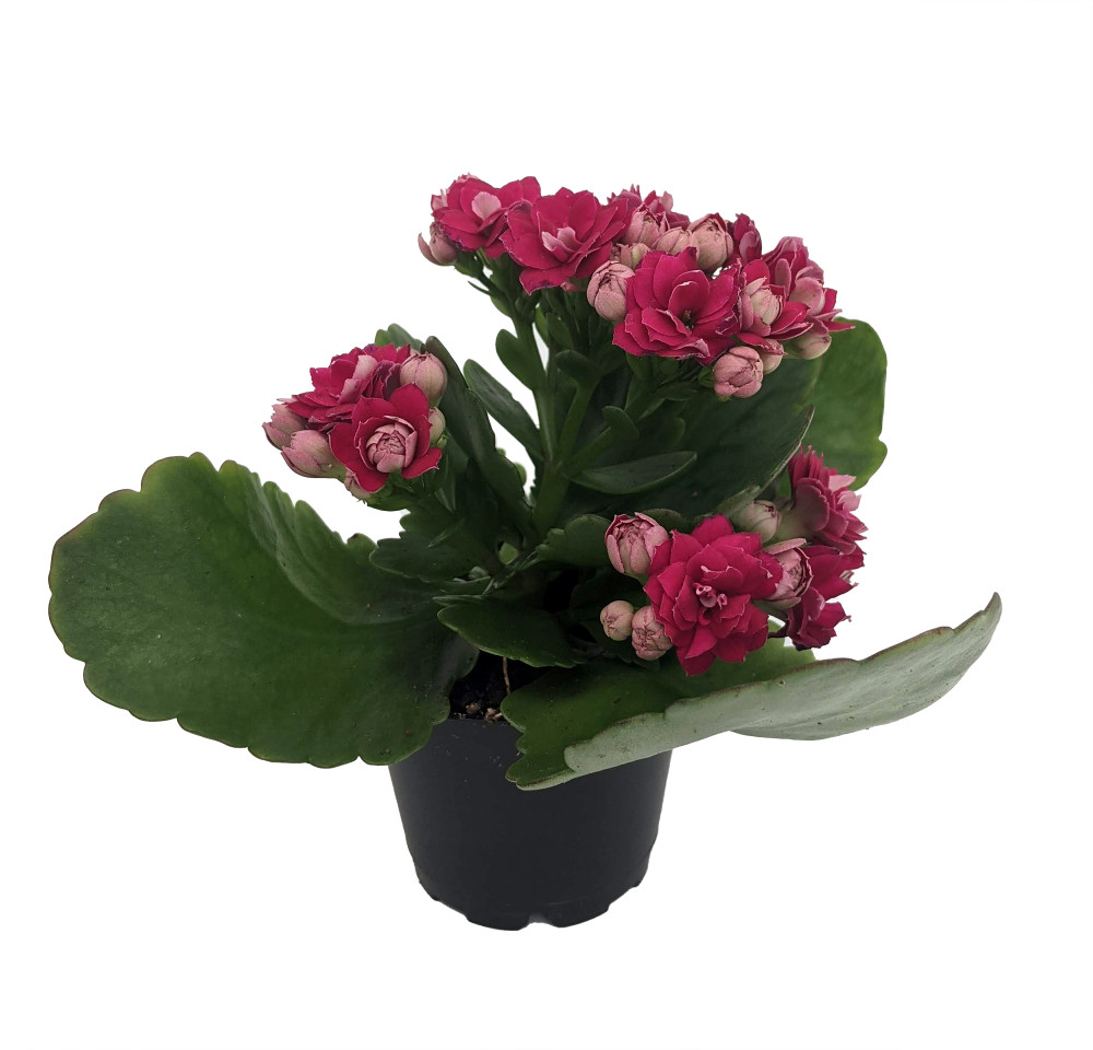 Purple/Magenta Calandiva - 2.5" Pot - Budded Kalanchoe - Double Purple Blooms