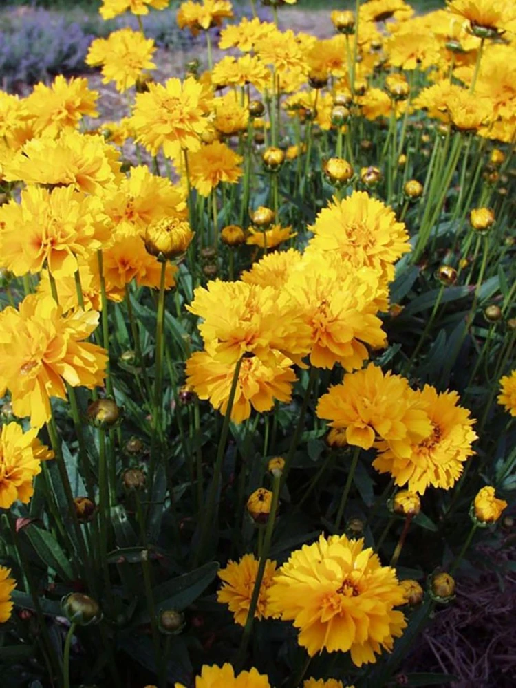 Early Sunrise Coreopsis - AAS Gold Medal Perennial - Gallon Pot