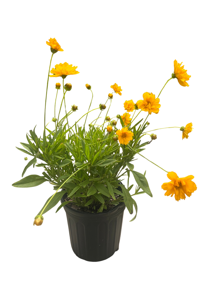 Early Sunrise Coreopsis - AAS Gold Medal Perennial - Gallon Pot
