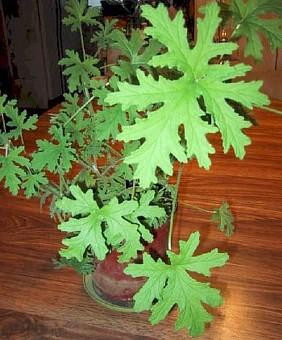 Van Leenii Citronella Mosquito Plant - Pelargonium - 2.5" Pot