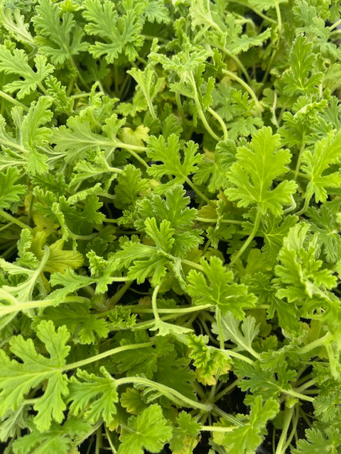 Van Leenii Citronella Mosquito Plant - Pelargonium - 2.5" Pot