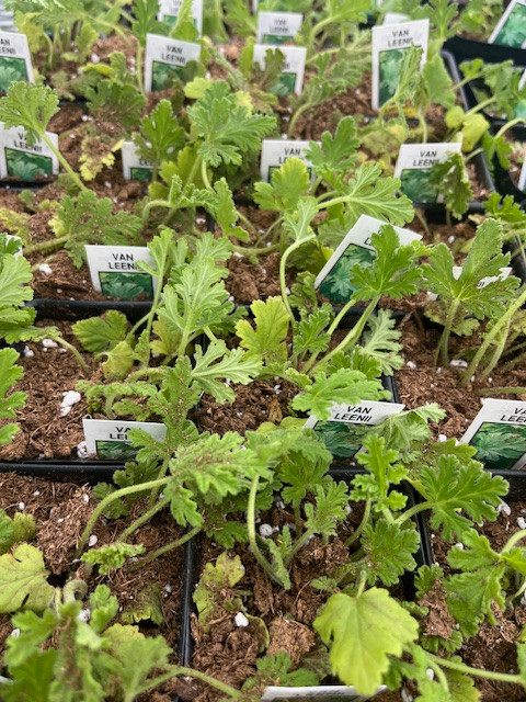 Van Leenii Citronella Mosquito Plant - Pelargonium - 2.5" Pot