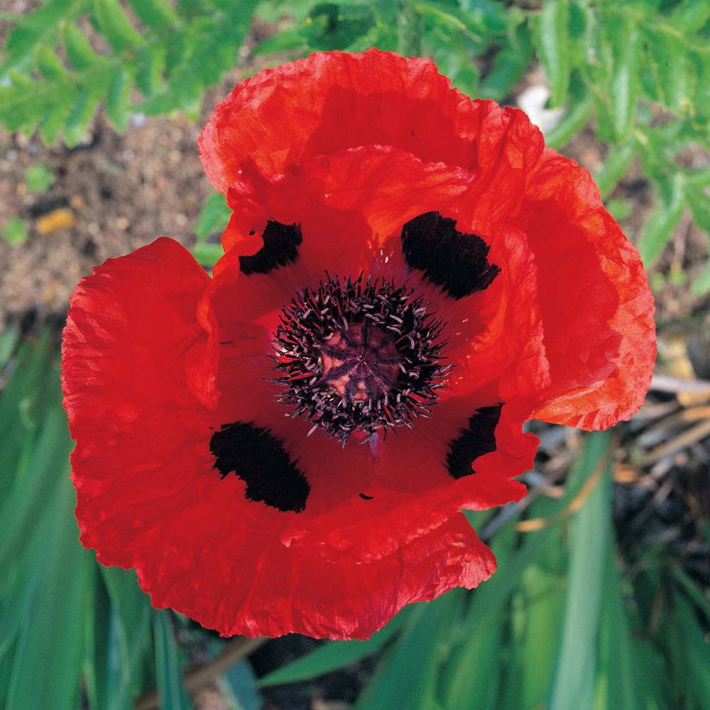 Allegro Oriental Poppy - Papaver - Quart Pot