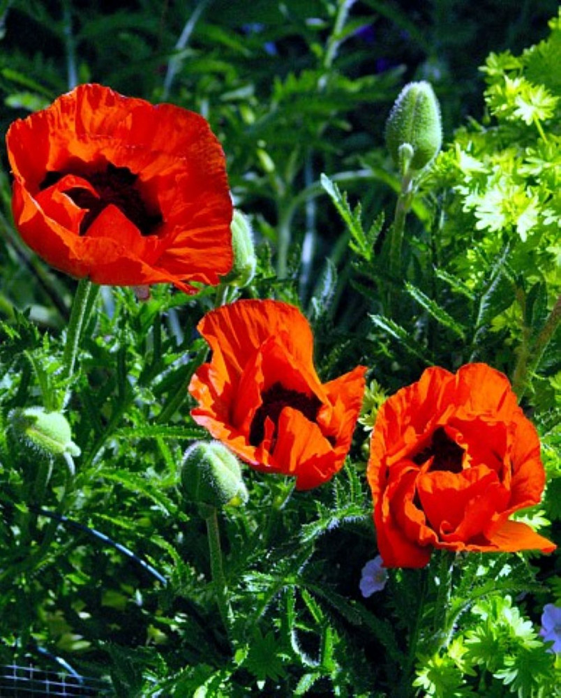 Allegro Oriental Poppy - Papaver - Quart Pot