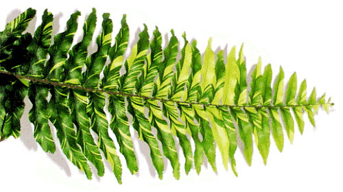 Tiger Boston Fern - Nephrolepis - 4" Pot - NEW!