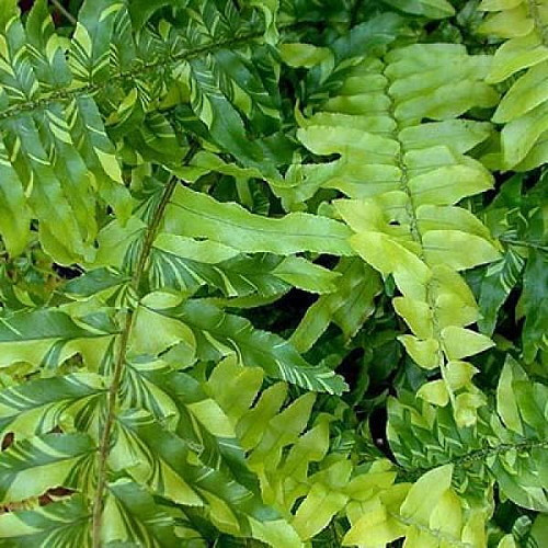 Tiger Boston Fern - Nephrolepis - 4" Pot - NEW!