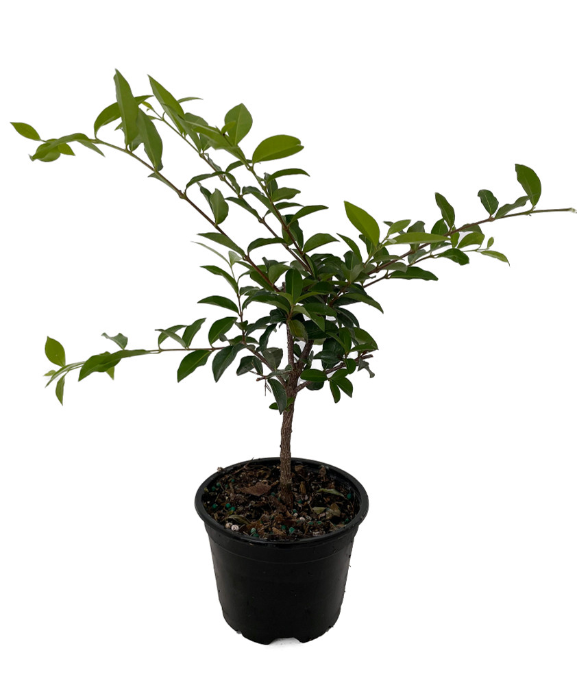 Barbados Cherry Plant - Malpighia emarginata - Indoors/Out - 4" pot