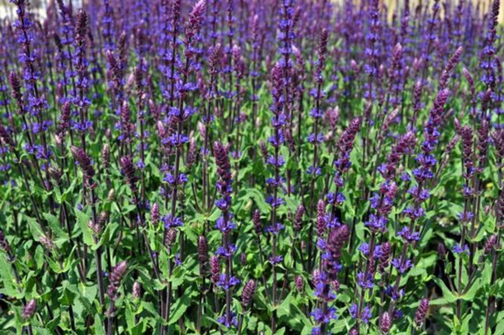 Caradonna Blue Salvia - Meadow Sage - Dark Purple - Hardy - Quart Pot
