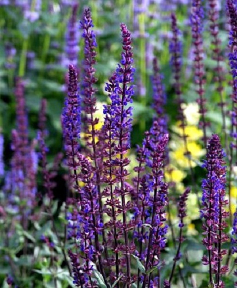 Caradonna Blue Salvia - Meadow Sage - Dark Purple - Hardy - Quart Pot