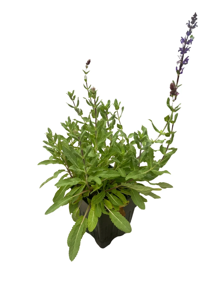 Caradonna Blue Salvia - Meadow Sage - Dark Purple - Hardy - Quart Pot