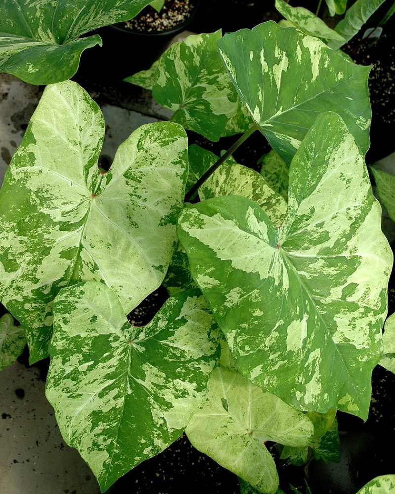 Frog in a Blender Caladium 3 Bulbs - Lime and Dark Green