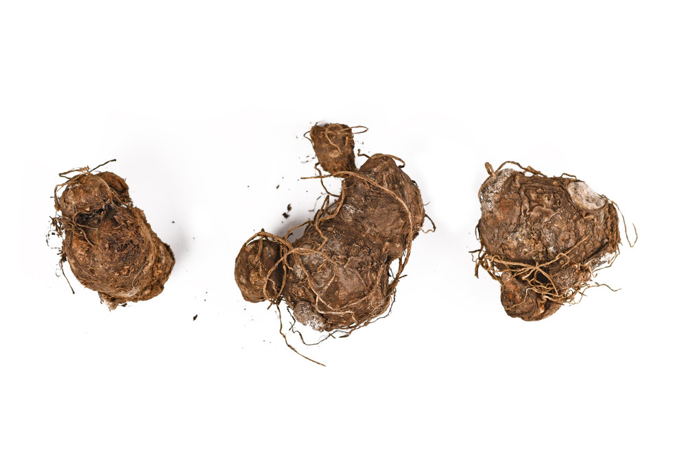 Frog in a Blender Caladium 3 Bulbs - Lime and Dark Green