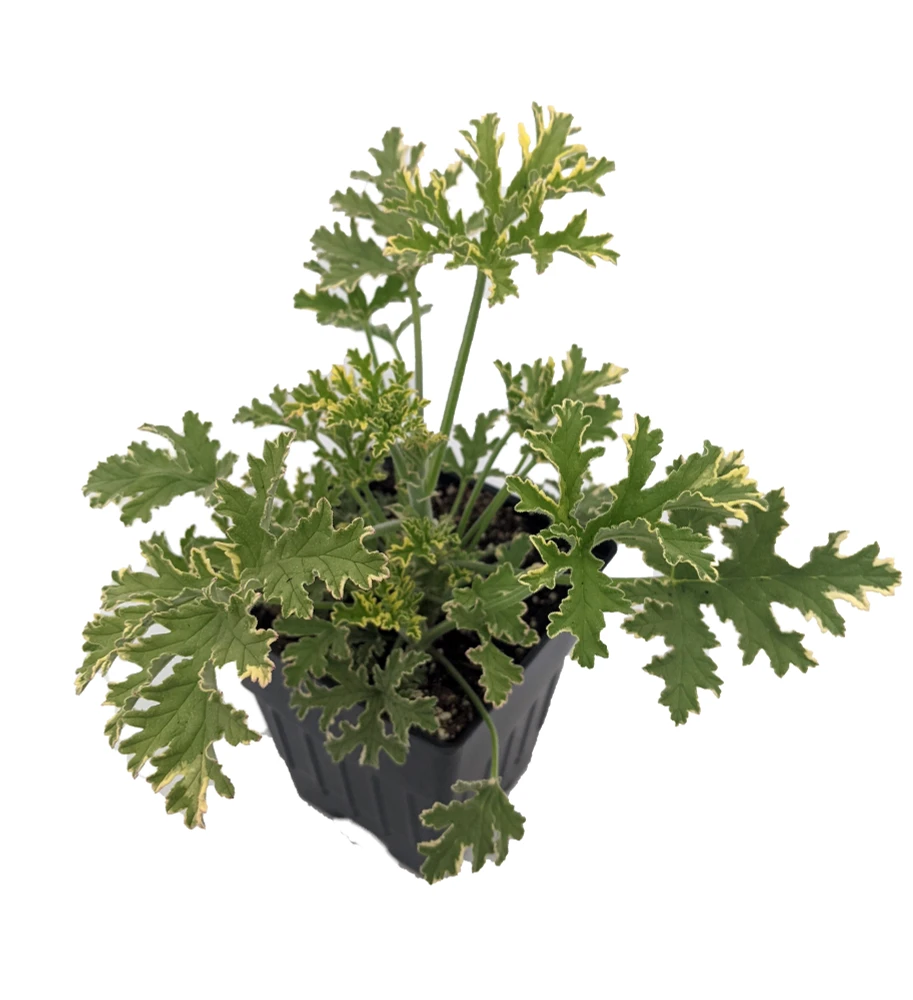 Lady Plymouth Rose Scented Leaf Geranium - Repels Mosquitos-Inside/Out-Quart Pot