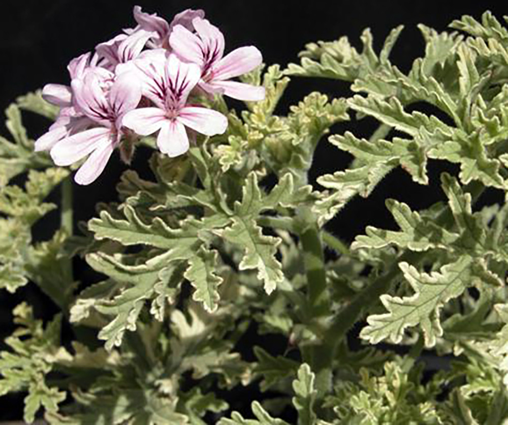 Lady Plymouth Rose Scented Leaf Geranium - Repels Mosquitos-Inside/Out-Quart Pot