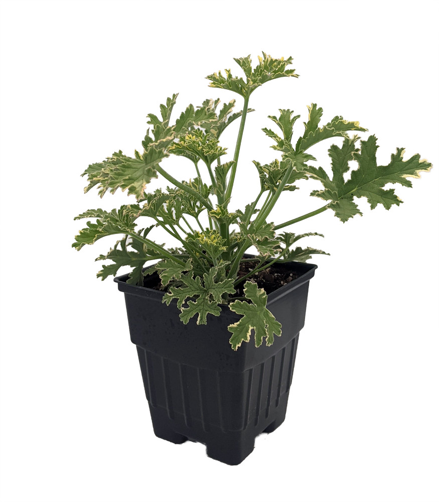 Lady Plymouth Rose Scented Leaf Geranium - Repels Mosquitos-Inside/Out-Quart Pot