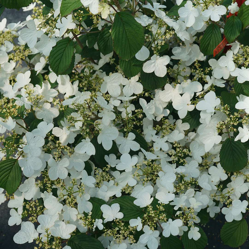 STEADY EDDY® - Viburnum - Doublefile - Proven Winners - 4" Pot