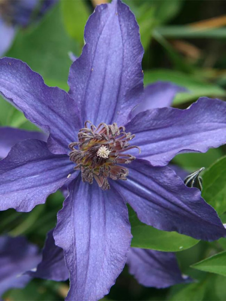 Sapphire Indigo Clematis Vine - Purple - 2.5" Pot