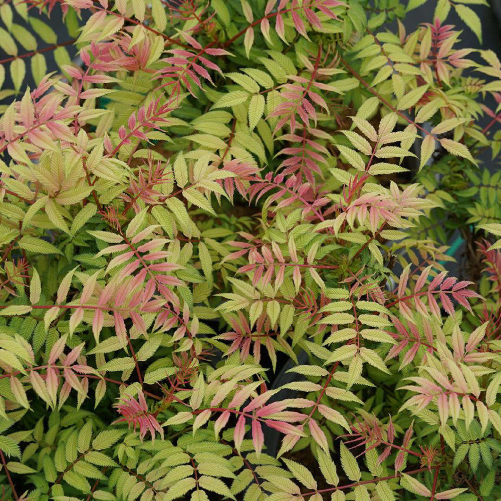 Mr. Mustard™ - False Spiraea - Sorbaria sorbifolia - Proven Winners - 4" Pot