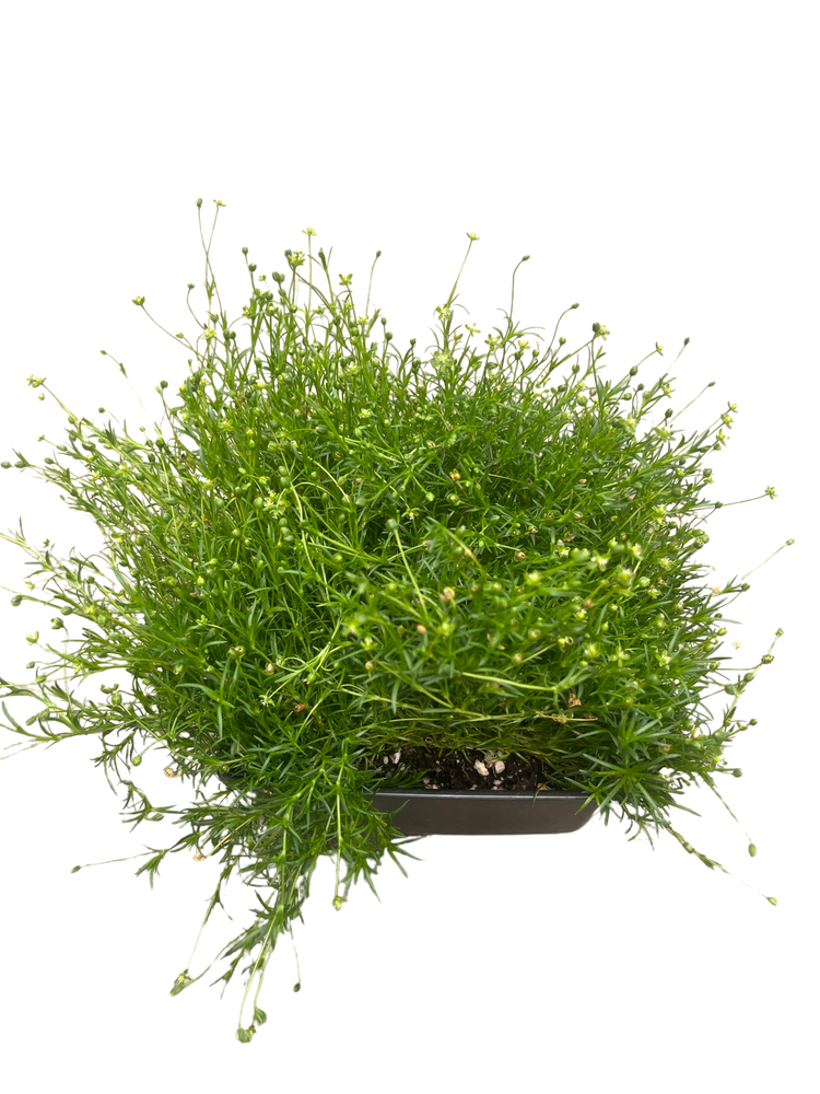 Irish Moss - Sagina Subulata - Quart Pot - Hardy