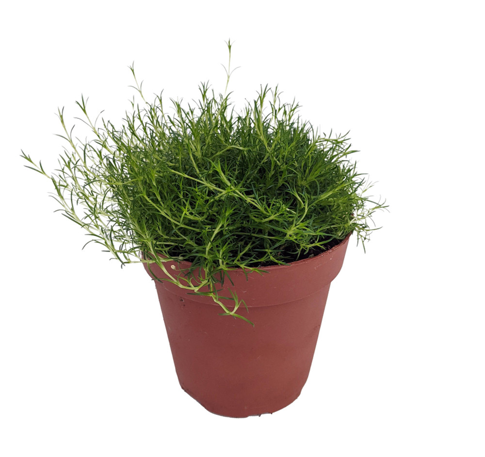Irish Moss - Sagina Subulata - Quart Pot - Hardy