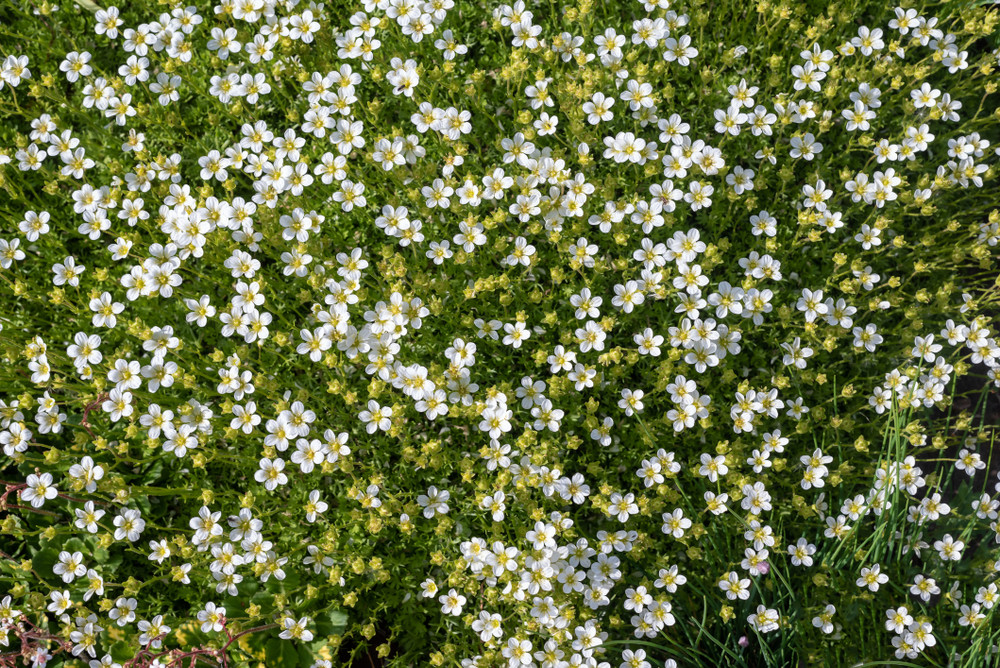 Irish Moss - Sagina Subulata - Quart Pot - Hardy