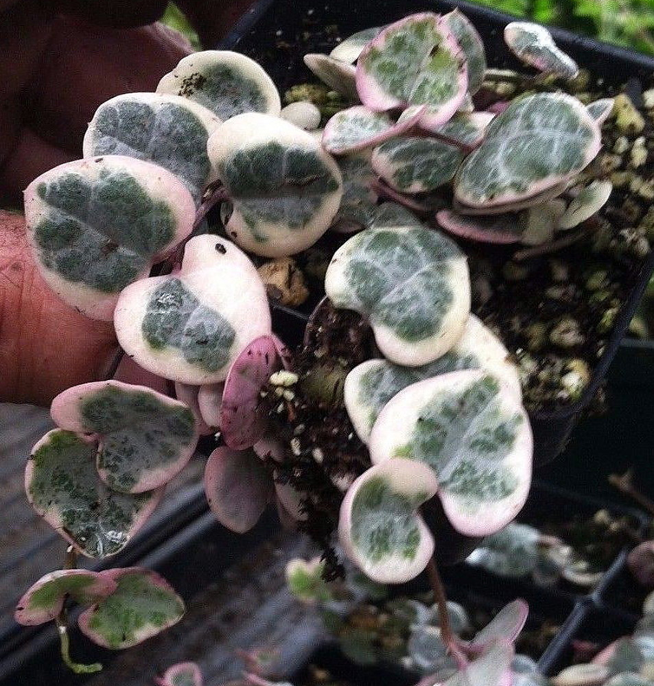 Pearl Moon Rosary Vine-Ceropegia woodii-String of Hearts- 4" Mini Hanging Basket - SALE