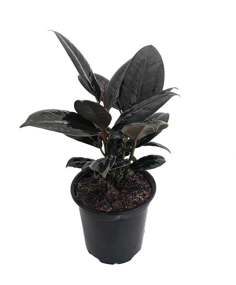 Burgundy Rubber Tree Plant - Ficus - An Old Favorite - 4" Pot