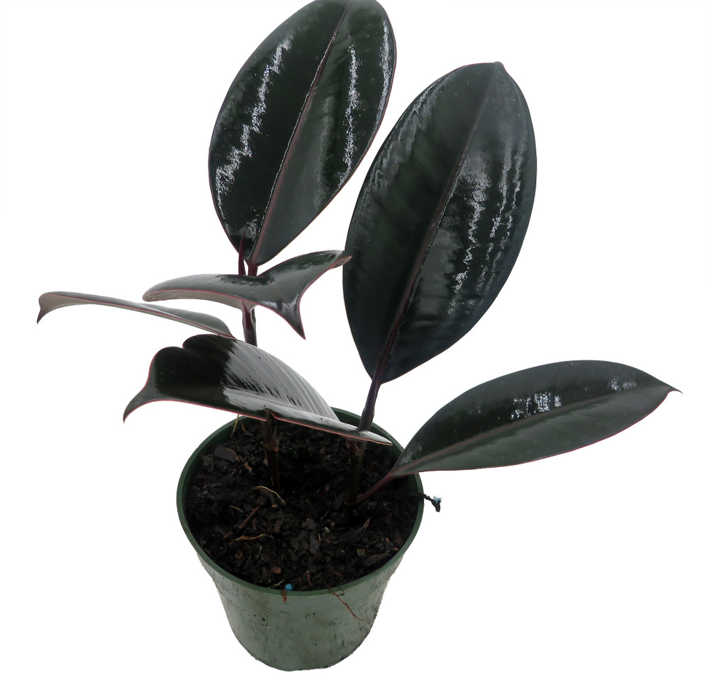 Burgundy Rubber Tree Plant - Ficus - An Old Favorite - 4" Pot