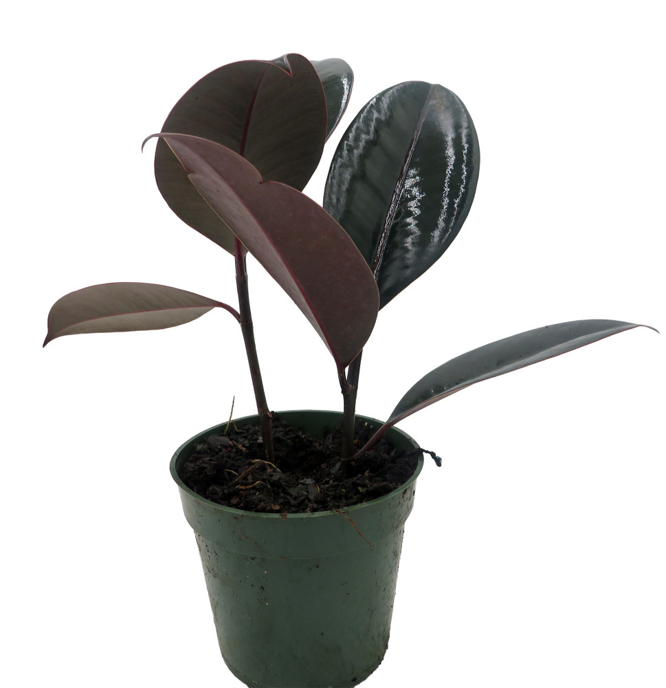 Burgundy Rubber Tree Plant - Ficus - An Old Favorite - 4" Pot