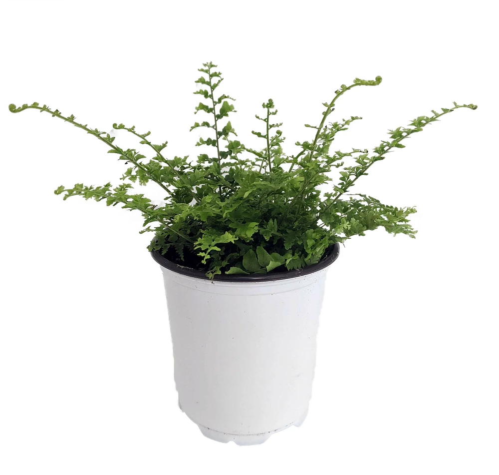 Fluffy Ruffles Fern - Nephrolepis exaltata - 4" Pot