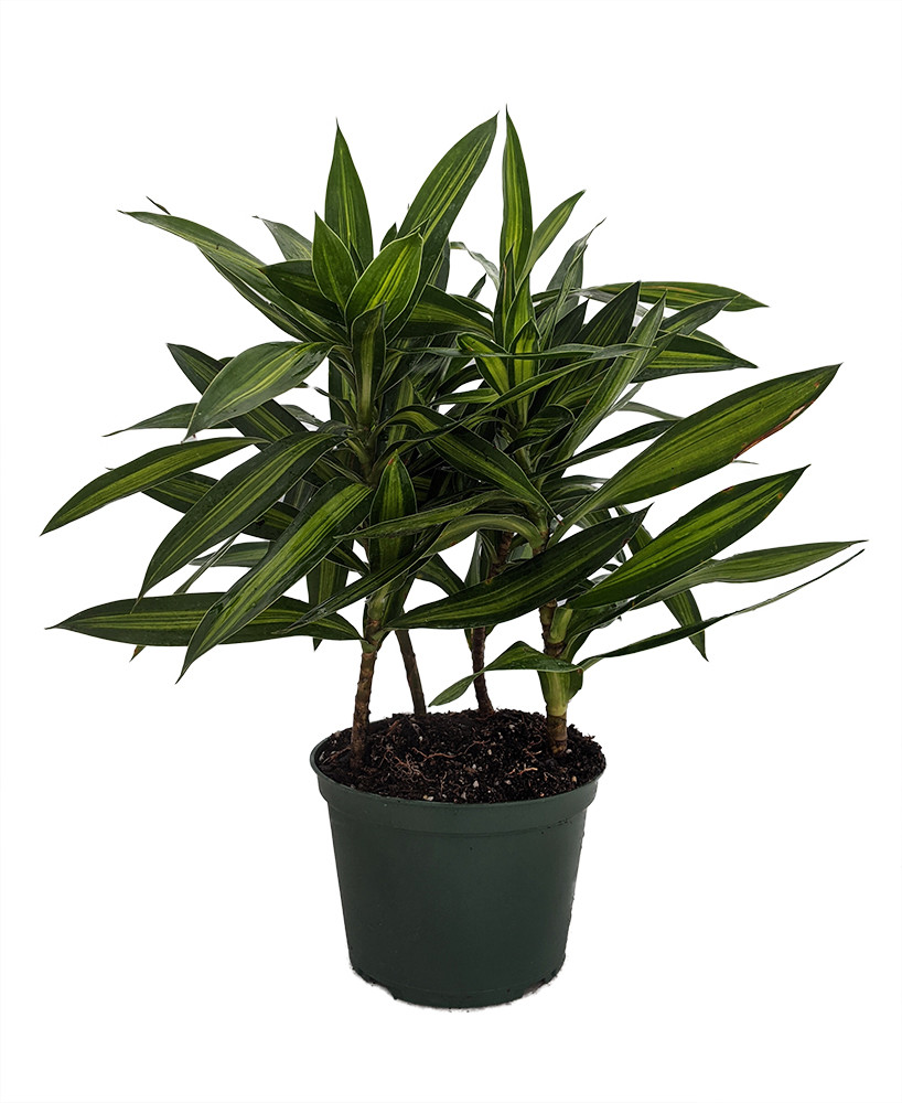 Song of Jamaica Exotic House Plant - Easy to Grow - 6" Pot