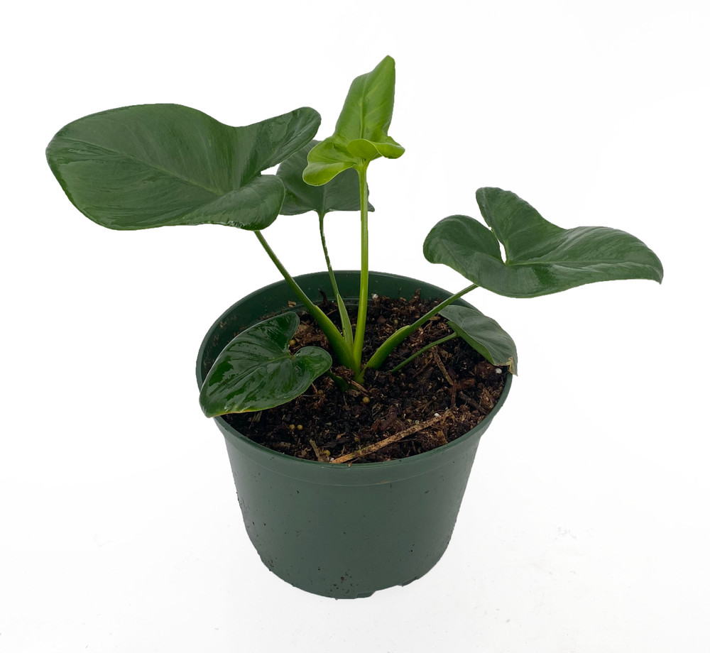 Goeldii Philodendron - 6" Pot - Trending/Collector's Series