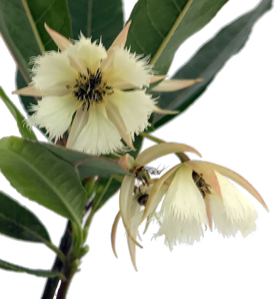 Lily of the Valley Dancing Fairy Tree - Elaeocarpus - Indoors/Out - 4" Pot