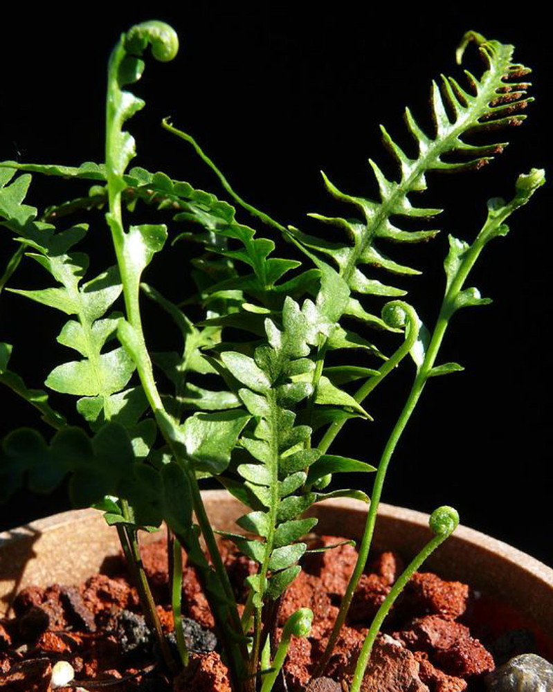 Rare Dragon Tail Fern - Asplenium ebenoides - 4" Pot - Grow Indoors/Out