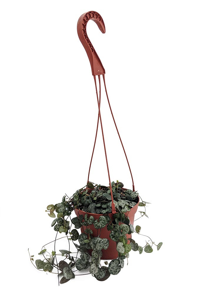 String of Hearts / Rosary Vine - 6" HB - Ceropegia woodii -Collector's Series