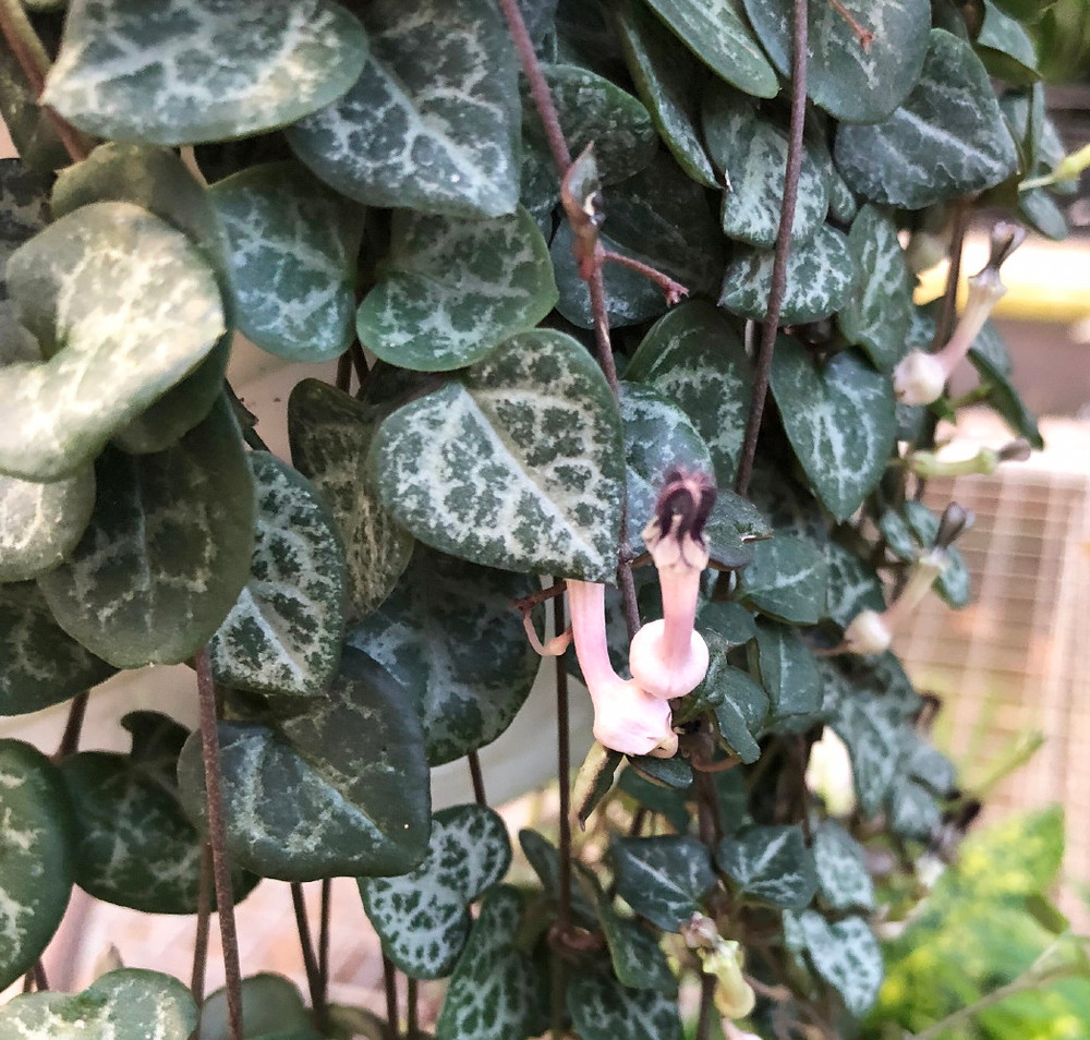 String of Hearts / Rosary Vine - 6" HB - Ceropegia woodii -Collector's Series