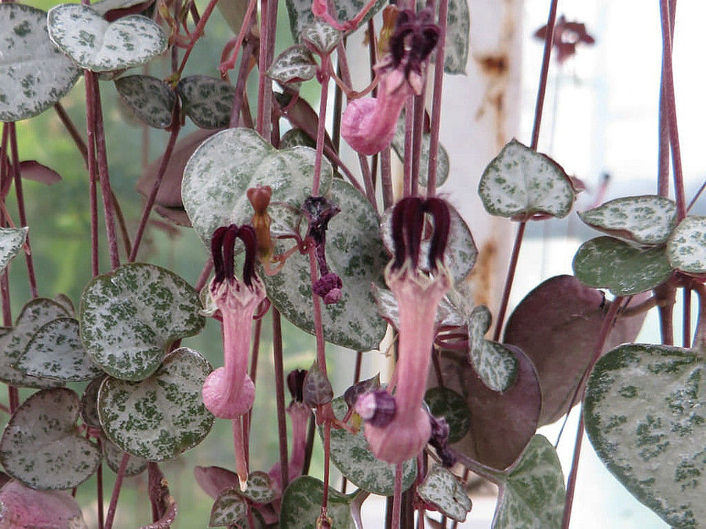 String of Hearts / Rosary Vine - 6" HB - Ceropegia woodii -Collector's Series