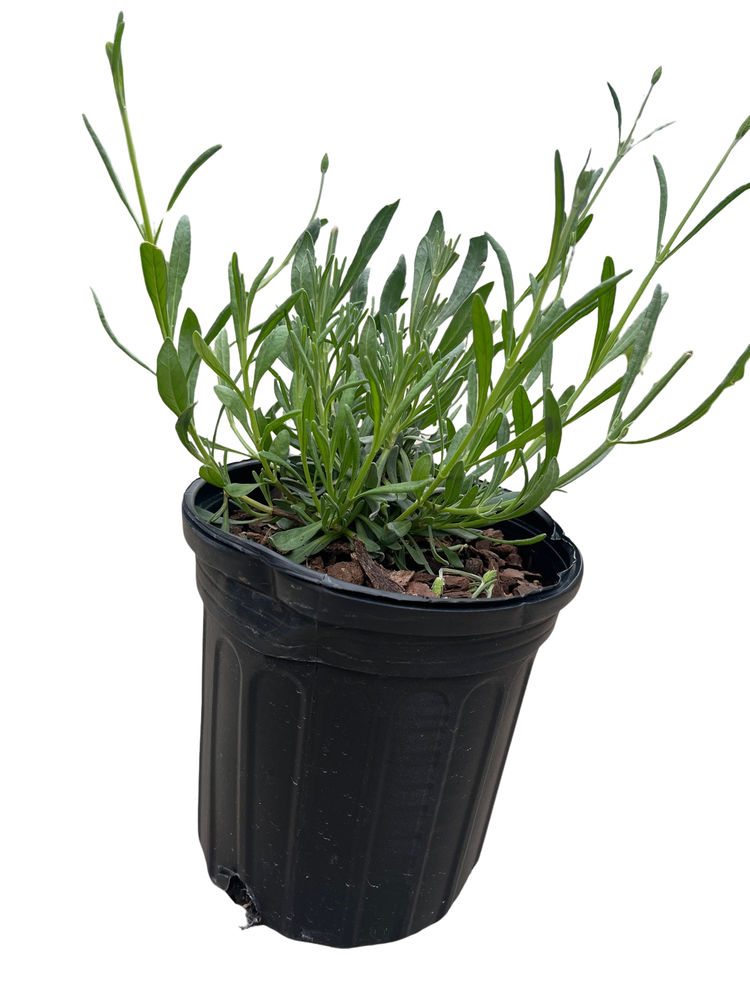 Sensational!™ Lavender Herb - Live Plant - Gallon Pot