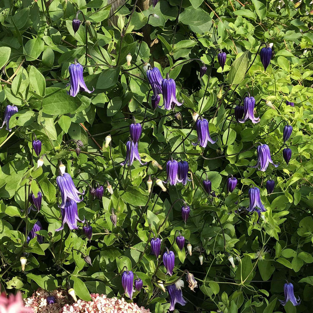 Roguchi Clematis Vine - Purple - 2.5" Pot