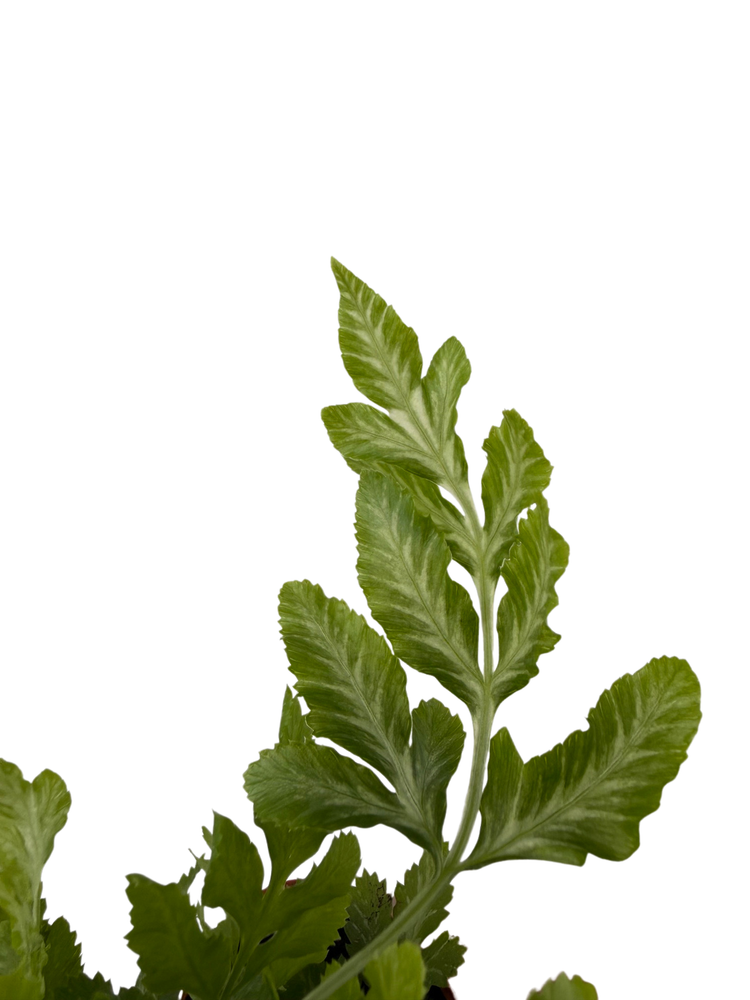Silver Lace Table Fern - Pteris ensiformis - 2.5" Pot - Easy House Plant