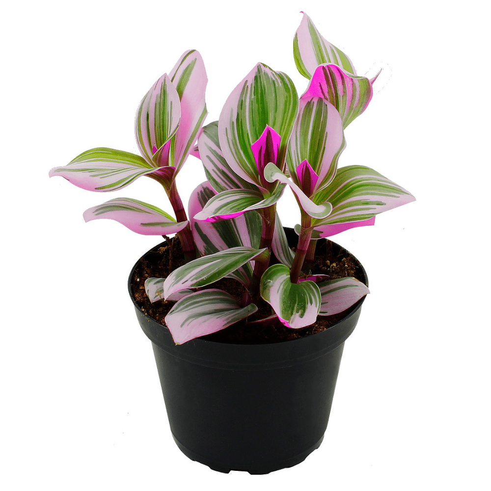 Rare Nanouk Pink Tradescantia - 4" Pot - Collector's Series